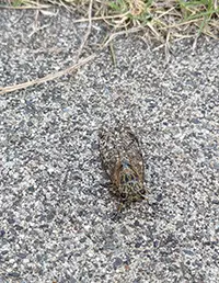 セミ